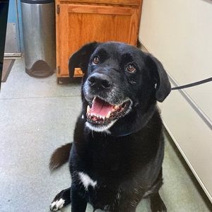 Meet your Posher, Jane